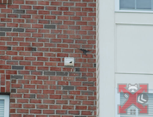 A Bird getting in the Exhaust Vent