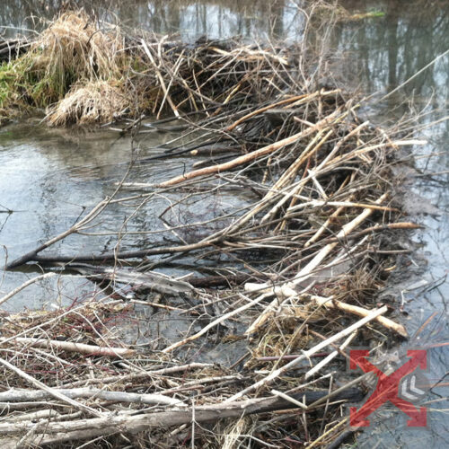 Beaver Dam